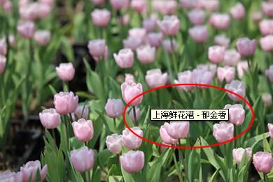 网站图片更快被收录&alt标签添加方法